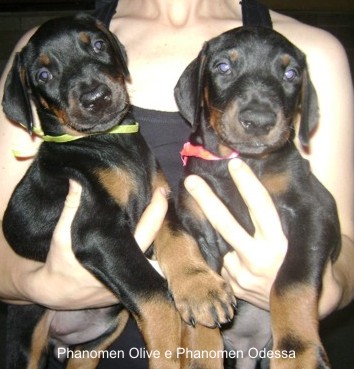 F�meas com 42 dias